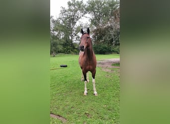 Más caballos centroeuropeos, Caballo castrado, 10 años, 150 cm, Pío