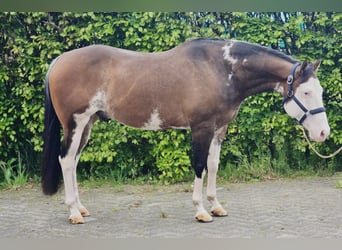 Más caballos centroeuropeos, Caballo castrado, 10 años, 154 cm, Overo-todas las-capas