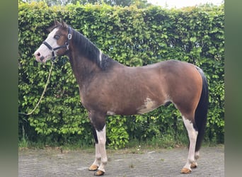 Más caballos centroeuropeos, Caballo castrado, 10 años, 154 cm, Overo-todas las-capas