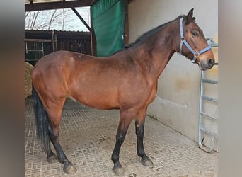 Más caballos centroeuropeos, Caballo castrado, 10 años, 156 cm, Castaño