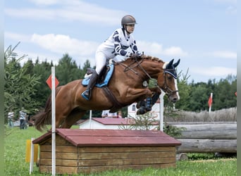 Más caballos centroeuropeos, Caballo castrado, 10 años, 158 cm, Alazán