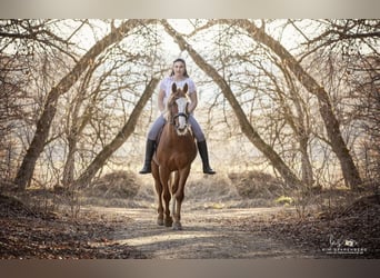 Más caballos centroeuropeos, Caballo castrado, 10 años, 158 cm, Alazán