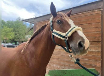 Más caballos centroeuropeos, Caballo castrado, 10 años, 158 cm, Alazán