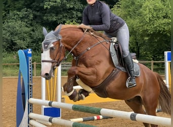 Más caballos centroeuropeos, Caballo castrado, 10 años, 158 cm, Alazán