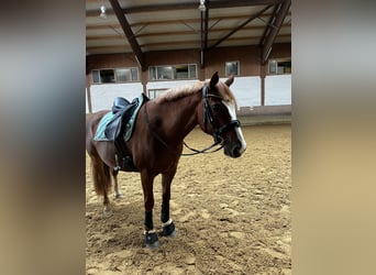 Más caballos centroeuropeos, Caballo castrado, 10 años, 158 cm, Alazán