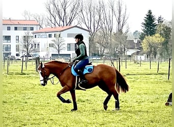 Más caballos centroeuropeos, Caballo castrado, 10 años, 158 cm, Alazán