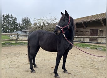 Más caballos centroeuropeos, Caballo castrado, 10 años, 158 cm, Castaño oscuro