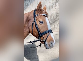 Más caballos centroeuropeos, Caballo castrado, 10 años, 162 cm, Alazán