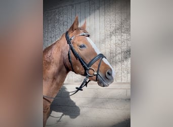 Más caballos centroeuropeos, Caballo castrado, 10 años, 162 cm, Alazán