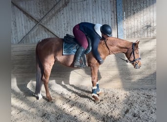 Más caballos centroeuropeos, Caballo castrado, 10 años, 162 cm, Alazán