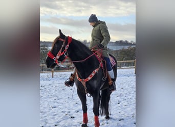 Más caballos centroeuropeos, Caballo castrado, 10 años, 162 cm, Negro