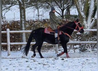 Más caballos centroeuropeos, Caballo castrado, 10 años, 162 cm, Negro