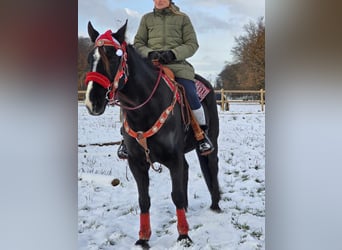 Más caballos centroeuropeos, Caballo castrado, 10 años, 162 cm, Negro