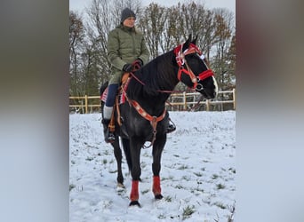 Más caballos centroeuropeos, Caballo castrado, 10 años, 162 cm, Negro