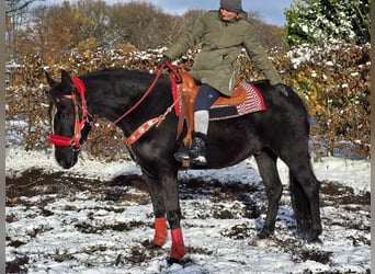 Más caballos centroeuropeos, Caballo castrado, 10 años, 162 cm, Negro