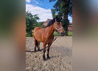 Más caballos centroeuropeos, Caballo castrado, 10 años, 163 cm, Castaño