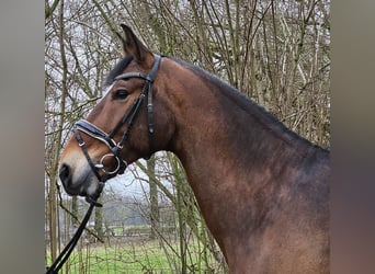 Más caballos centroeuropeos, Caballo castrado, 10 años, 165 cm, Castaño