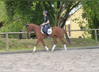 Más caballos centroeuropeos, Caballo castrado, 10 años, 167 cm, Alazán