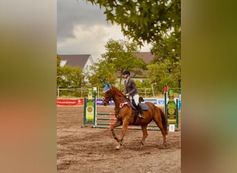 Más caballos centroeuropeos, Caballo castrado, 10 años, 168 cm, Alazán