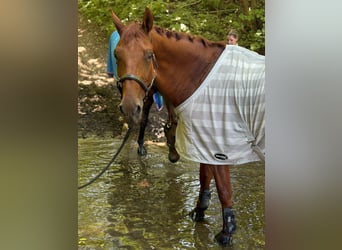 Más caballos centroeuropeos, Caballo castrado, 10 años, 168 cm, Alazán