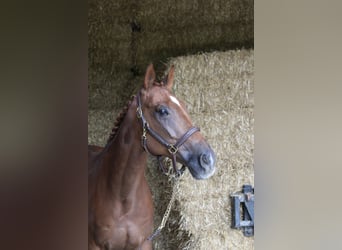 Más caballos centroeuropeos, Caballo castrado, 10 años, 168 cm, Alazán