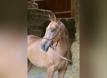 Más caballos centroeuropeos, Caballo castrado, 10 años, 168 cm, Alazán