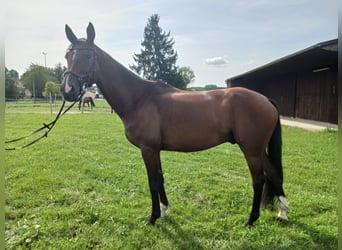 Más caballos centroeuropeos, Caballo castrado, 10 años, 168 cm, Castaño