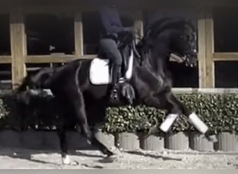 Más caballos centroeuropeos, Caballo castrado, 10 años, 169 cm, Negro