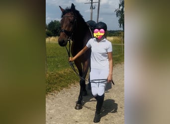 Más caballos centroeuropeos, Caballo castrado, 10 años, 172 cm, Castaño oscuro