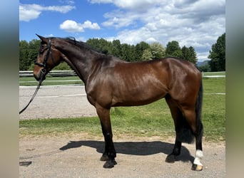 Más caballos centroeuropeos, Caballo castrado, 10 años, 185 cm, Castaño