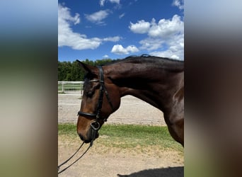Más caballos centroeuropeos, Caballo castrado, 10 años, 185 cm, Castaño