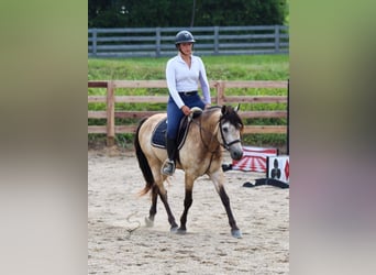 Más caballos centroeuropeos, Caballo castrado, 10 años, Buckskin/Bayo