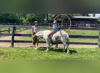 Más caballos centroeuropeos, Caballo castrado, 11 años, 122 cm, Alazán-tostado