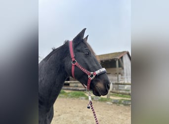 Más caballos centroeuropeos, Caballo castrado, 11 años, 158 cm, Castaño oscuro