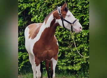 Más caballos centroeuropeos, Caballo castrado, 11 años, 159 cm, Overo-todas las-capas
