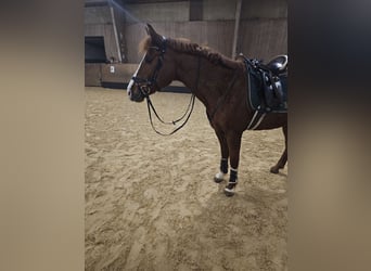 Más caballos centroeuropeos Mestizo, Caballo castrado, 11 años, 161 cm, Alazán