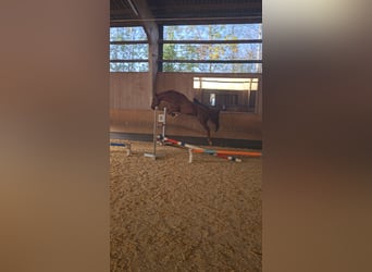 Más caballos centroeuropeos Mestizo, Caballo castrado, 11 años, 161 cm, Alazán