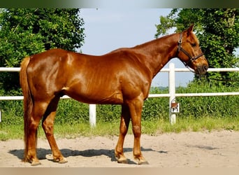 Más caballos centroeuropeos, Caballo castrado, 11 años, 162 cm, Alazán-tostado