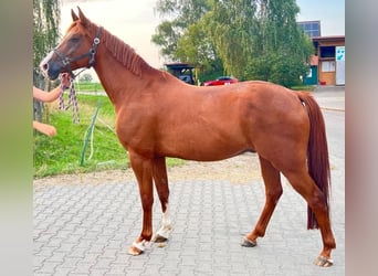 Más caballos centroeuropeos Mestizo, Caballo castrado, 11 años, 163 cm, Alazán