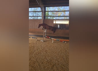 Más caballos centroeuropeos Mestizo, Caballo castrado, 11 años, 163 cm, Alazán