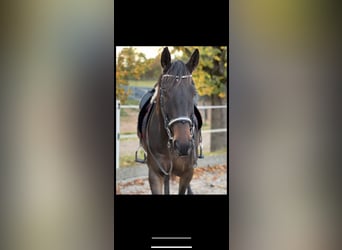 Más caballos centroeuropeos, Caballo castrado, 11 años, 163 cm, Castaño oscuro