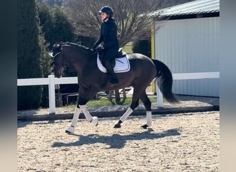 Más caballos centroeuropeos, Caballo castrado, 11 años, 163 cm, Negro