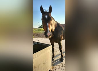 Más caballos centroeuropeos Mestizo, Caballo castrado, 11 años, 164 cm, Castaño