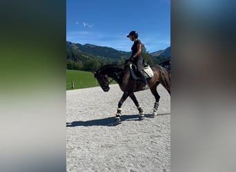 Más caballos centroeuropeos, Caballo castrado, 11 años, 165 cm, Castaño