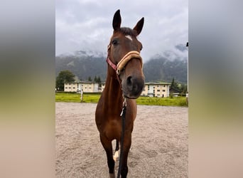 Más caballos centroeuropeos, Caballo castrado, 11 años, 165 cm, Castaño