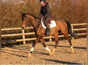 Más caballos centroeuropeos, Caballo castrado, 11 años, 165 cm, Castaño