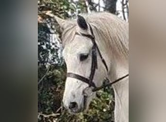 Más caballos centroeuropeos, Caballo castrado, 11 años, 165 cm, Castaño