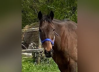 Más caballos centroeuropeos, Caballo castrado, 11 años, 165 cm, Castaño