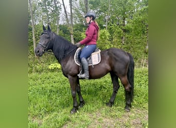 Más caballos centroeuropeos, Caballo castrado, 11 años, 165 cm, Negro