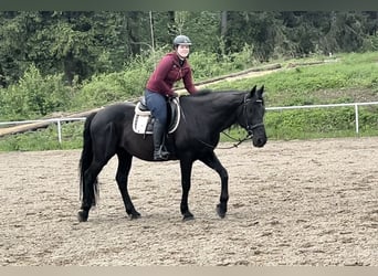 Más caballos centroeuropeos, Caballo castrado, 11 años, 165 cm, Negro